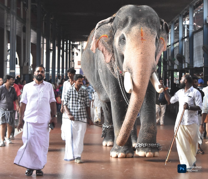 പൂരത്തിനുശേഷം ഭക്തിപൂർവ്വം ഗുരുവായൂരപ്പനെ തേടി ; പല്ലാട്ട് ബ്രഹ്മദത്തന്റെ പതിവ് വീണ്ടും ആവർത്തിച്ചു 1 1000731426