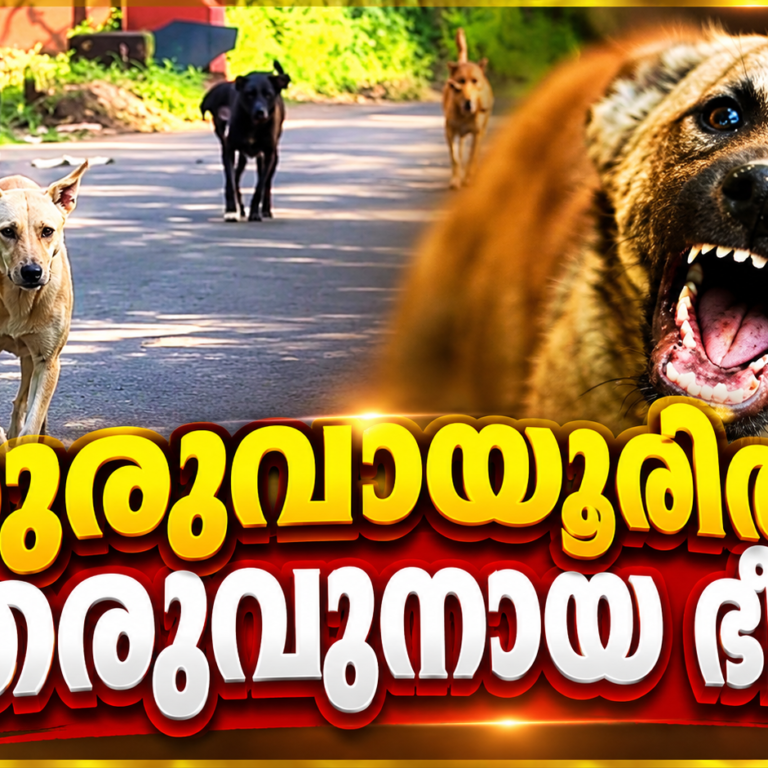 ഗുരുവായൂരിൽ തെരുവുനായ ശല്യം അതിരൂക്ഷം; സ്കൂട്ടർ യാത്രക്കാരിക്കെതിരെ കൂട്ടത്തോടെ ആക്രമണശ്രമം
